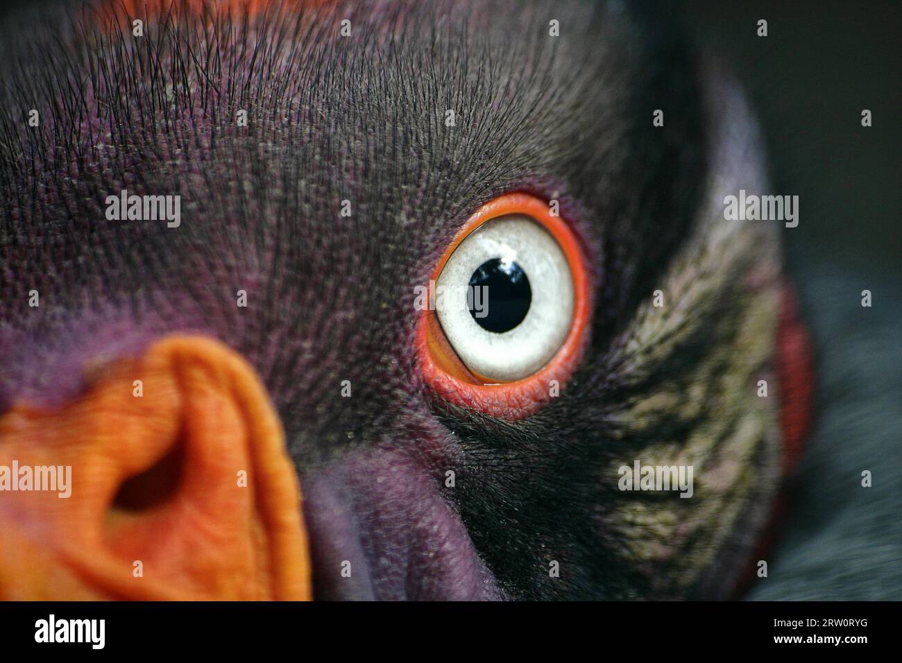 King Vulture, Close Up of Eye and Head Stock Photo