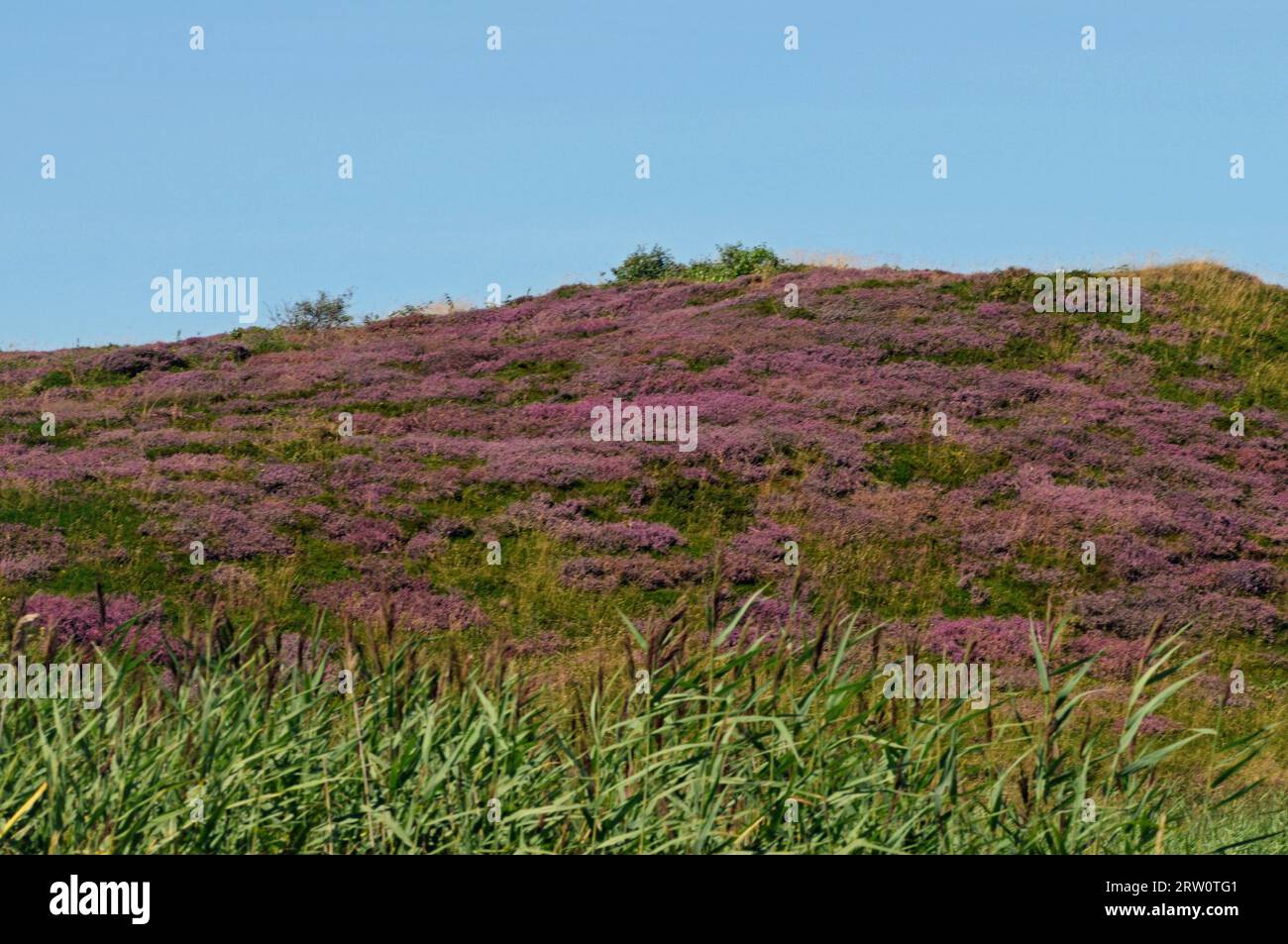 Braderup Heath on Sylt Stock Photo