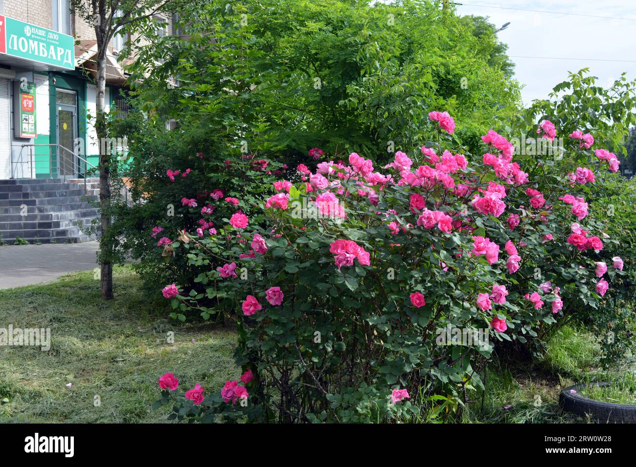 Street flowers growing near the roadway. Beautiful and bright large bushes of real pink, delicate rose, landscape and beauty. Stock Photo
