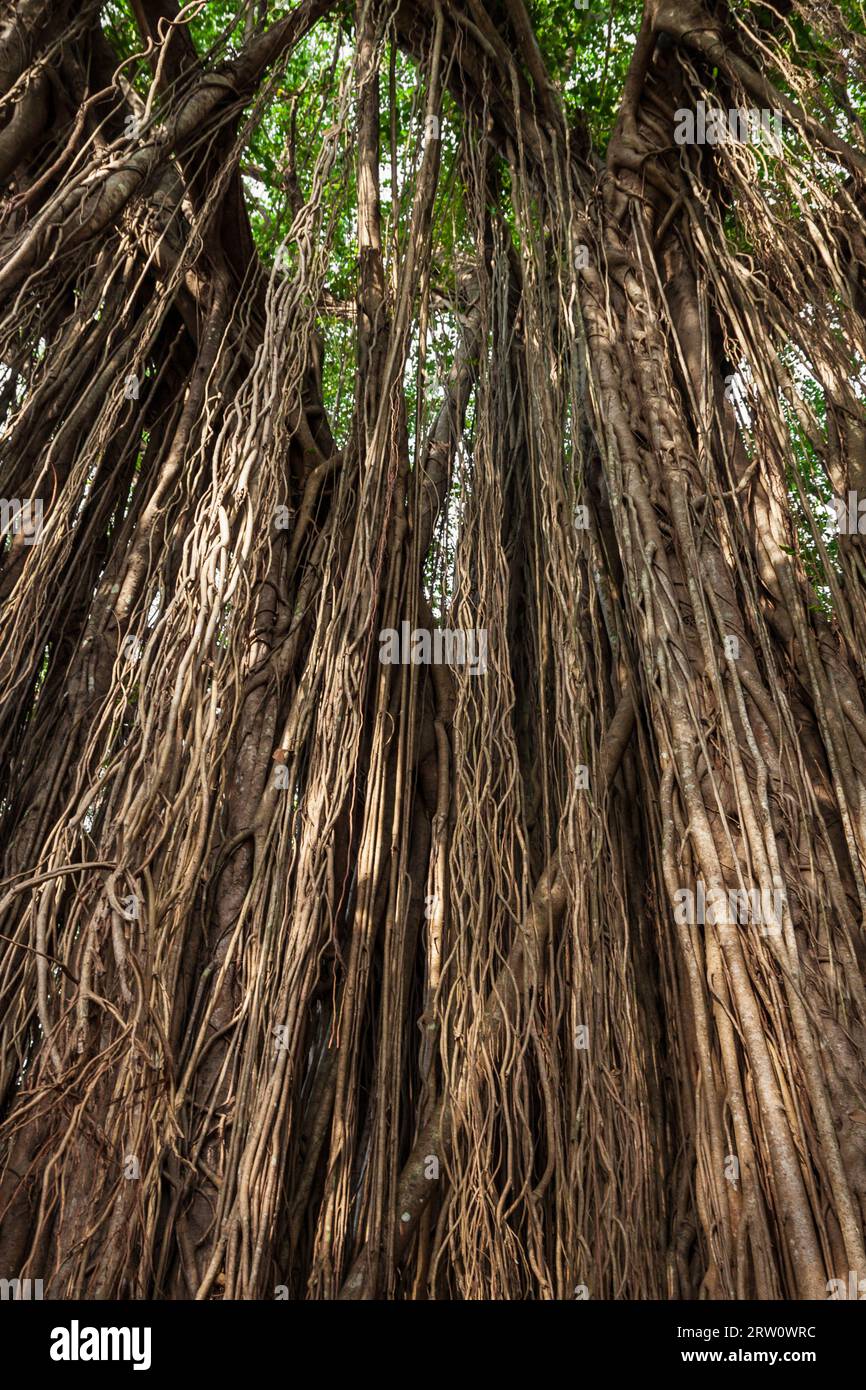 Big banyan or indian ficus tree in Goa in India Stock Photo Alamy