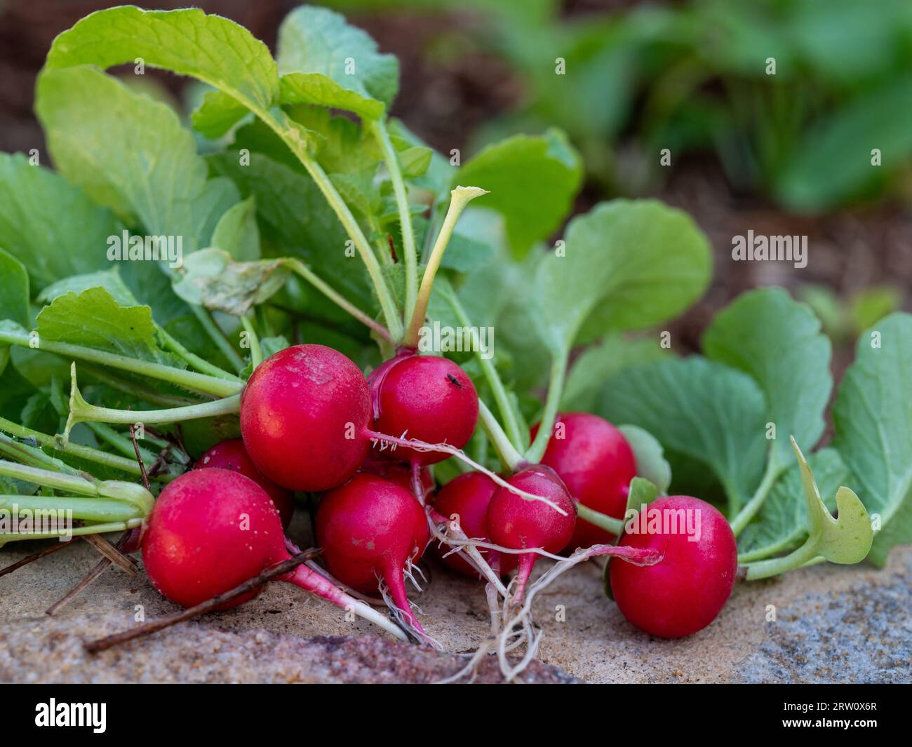 Harvested, A bunch of red Cherry Belle Radishes with leafy green tops, food pulled fresh from the Vegetable kitchen garden soil Stock Photo
