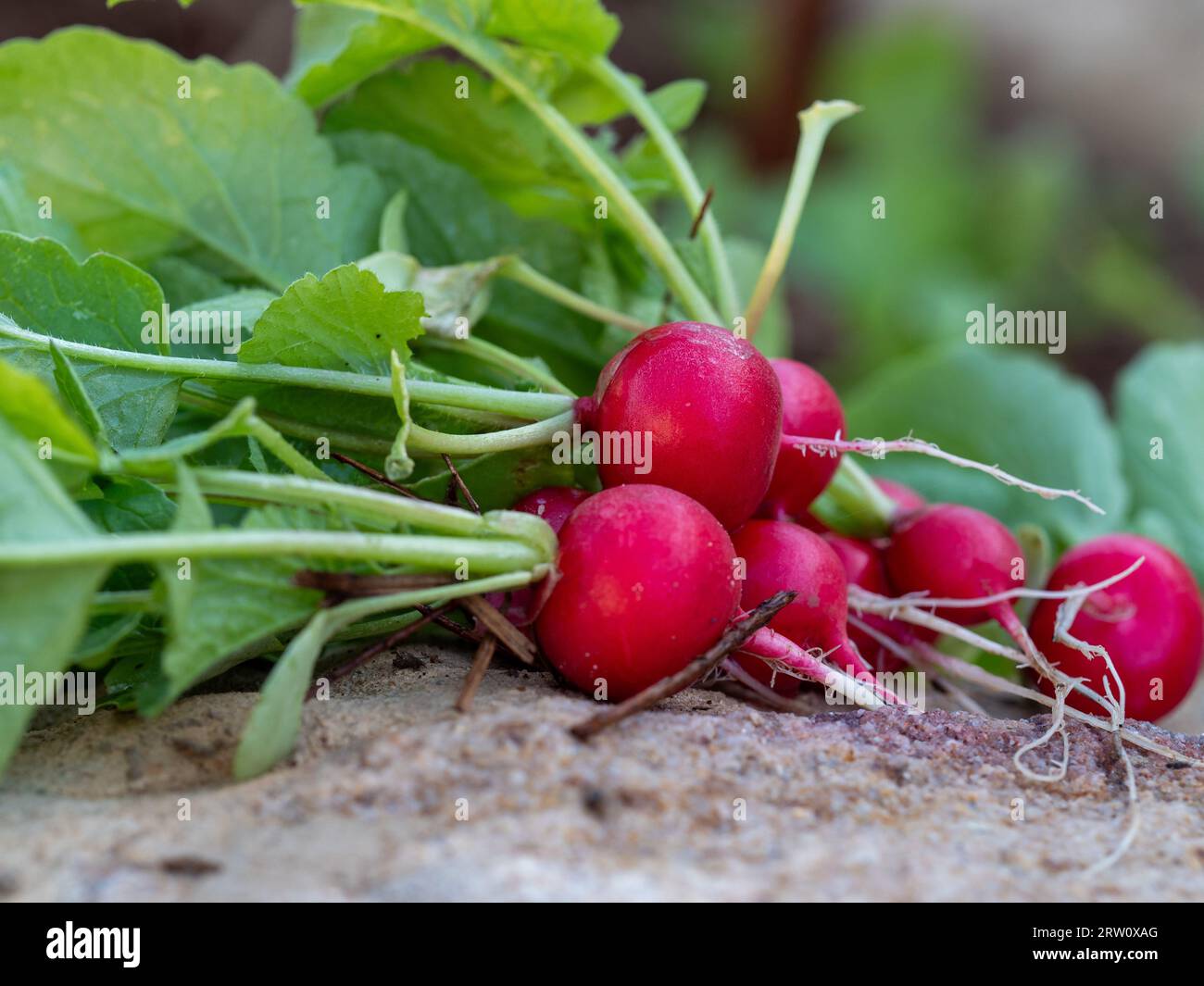 A bunch of red Cherry Belle Radishes with leafy green tops, harvest pulled fresh from the Vegetable garden soil they were growing in Stock Photo