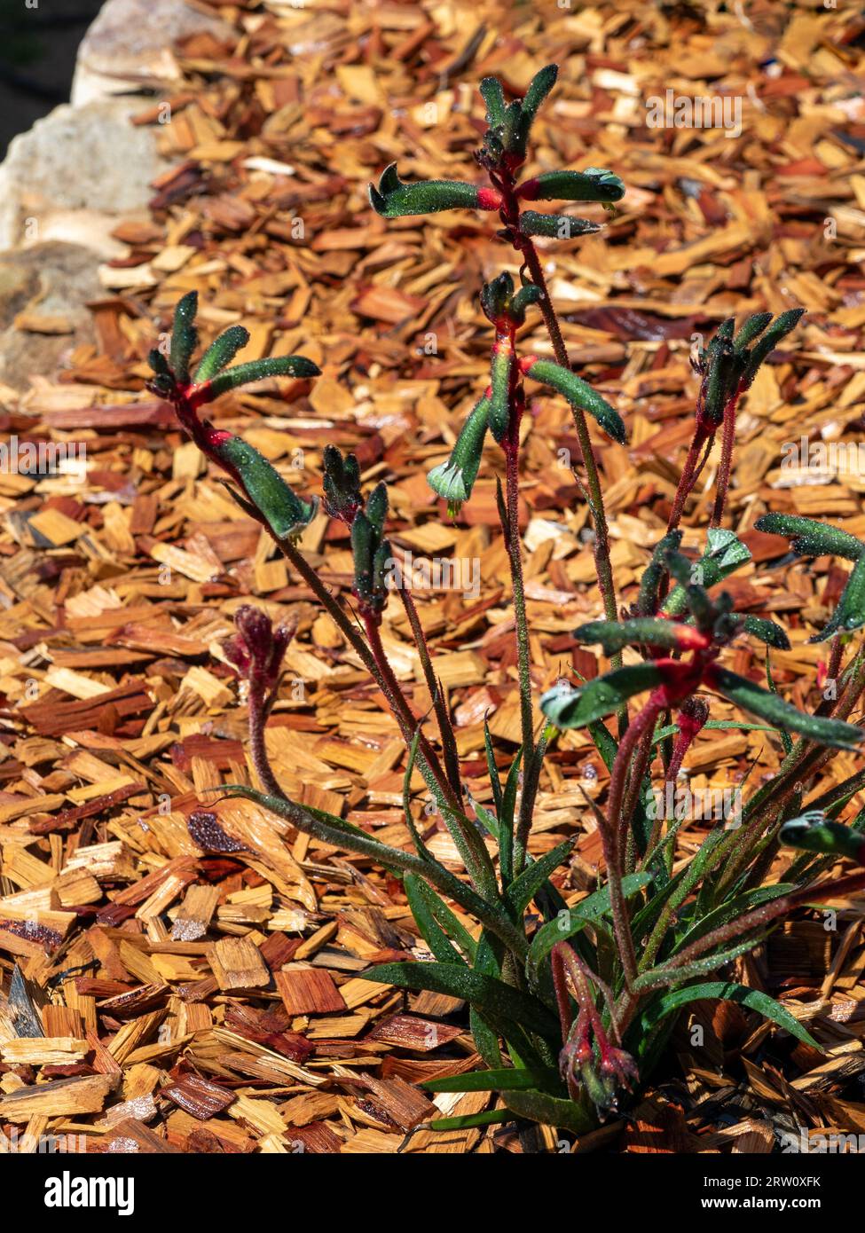 Kangaroo Paw plant flowers, Anigozanthos Mangllesii, ‘The Wiz’ green