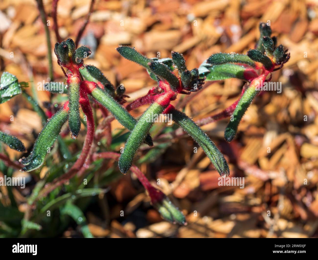 Kangaroo Paw plant flowers, Anigozanthos Mangllesii, ‘The Wiz’ green
