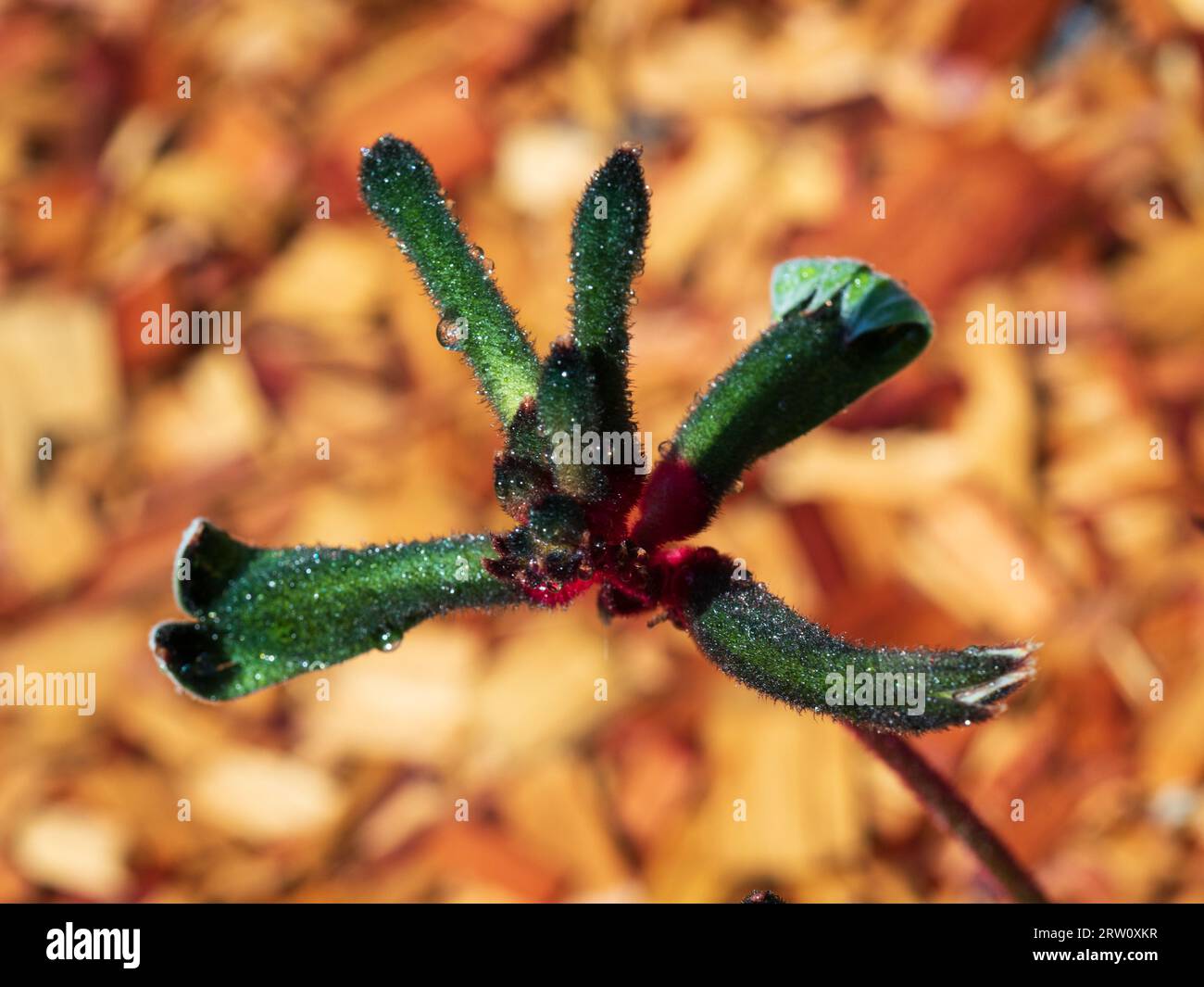 Kangaroo Paw plant flower, Anigozanthos Mangllesii, ‘The Wiz’ green and