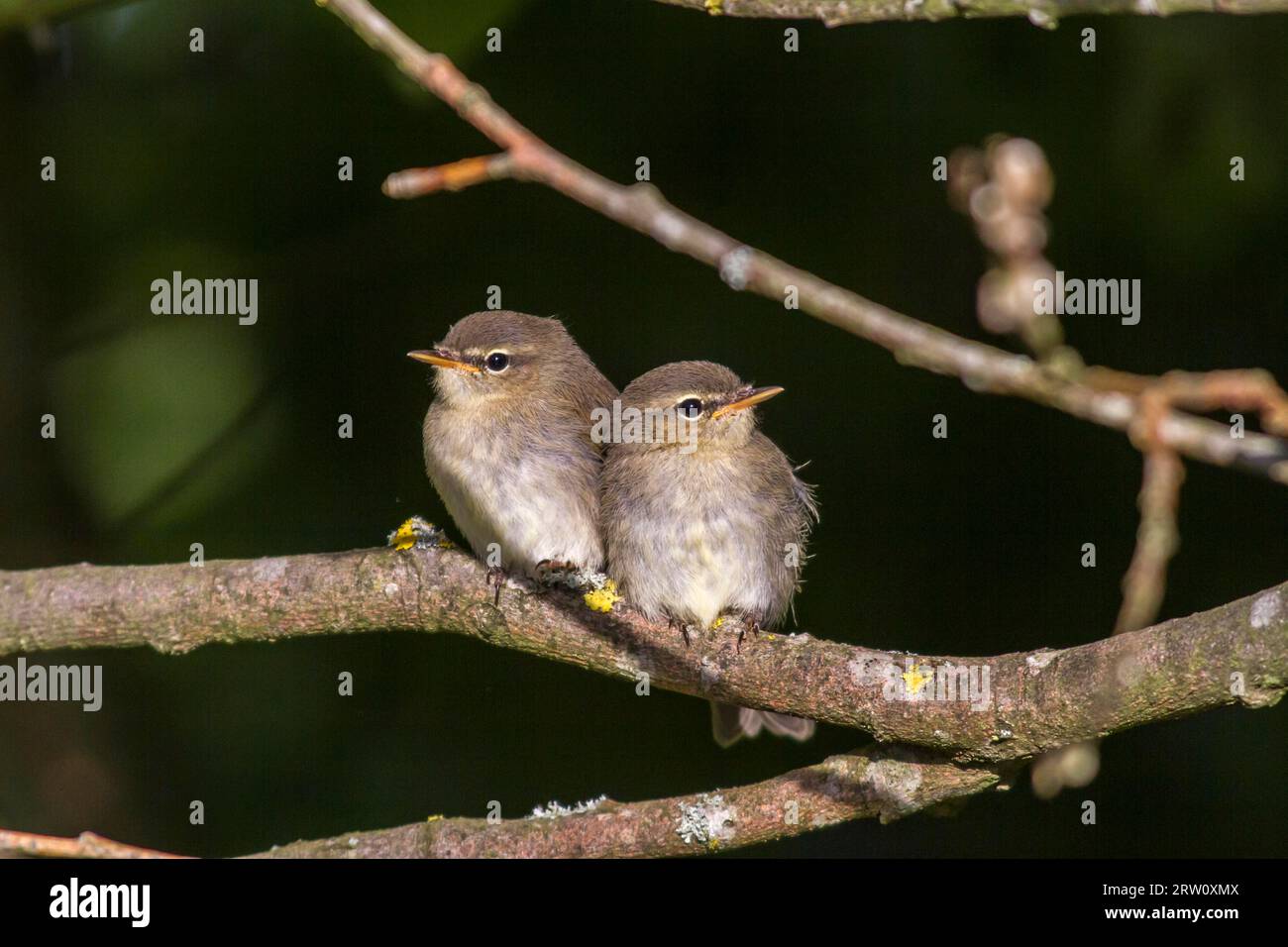 Zwei junge Dorngrasmuecken auf einem Ast, Zwei junge Dorngrasmuecken sitzen auf einem Ast Stock Photo