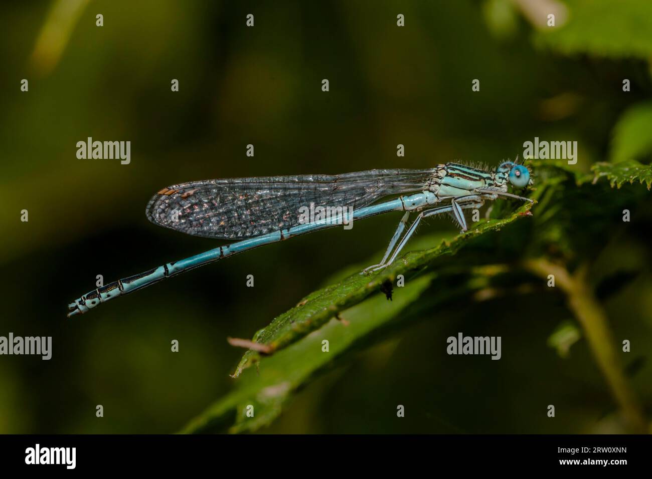 Blue damselfly on wild grass hi-res stock photography and images - Alamy
