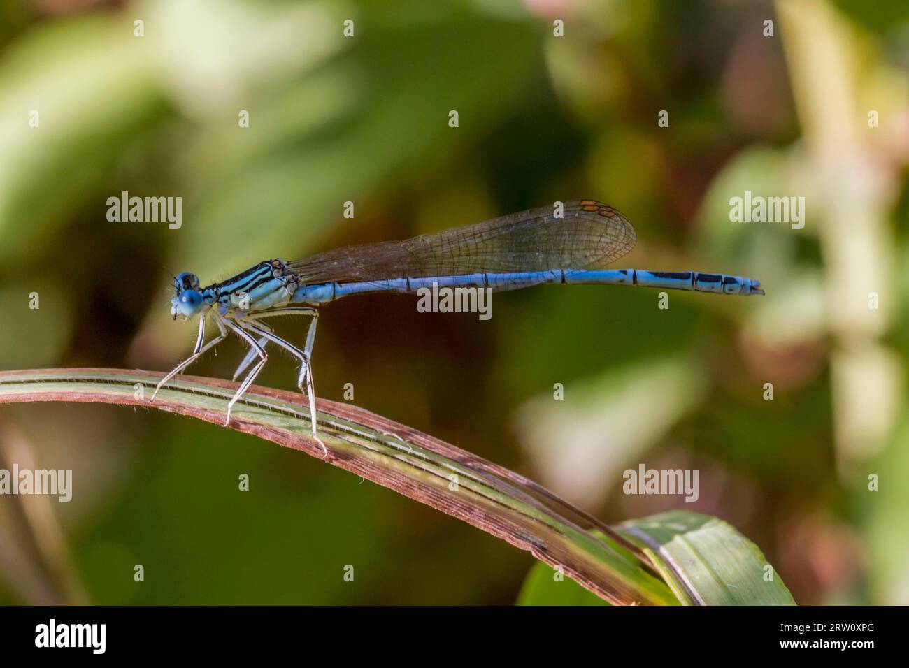 Azure damselfly is sitting on a leaf Stock Photo - Alamy