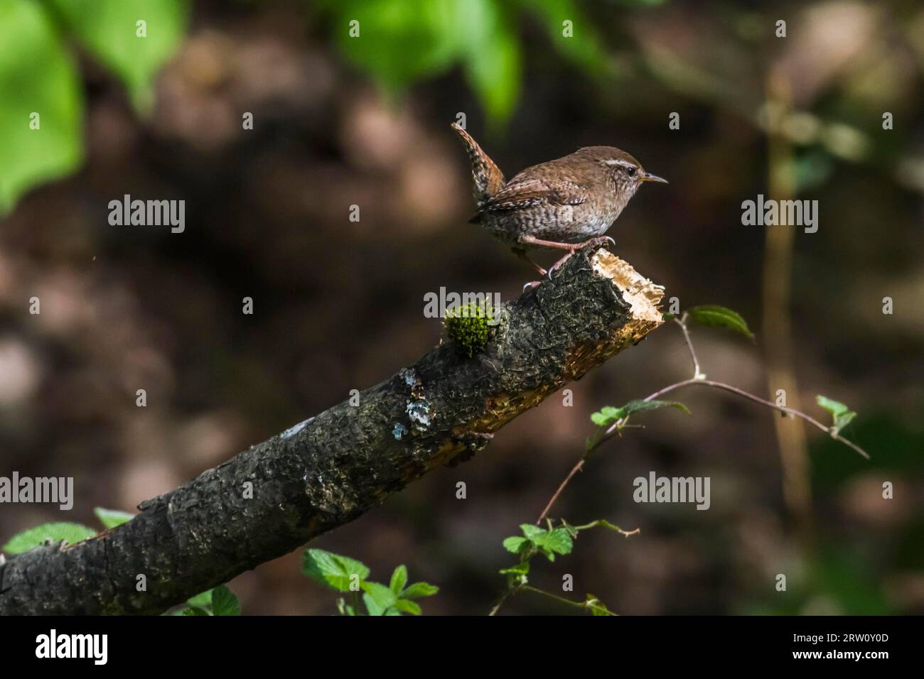 A wren in search of food, A wren is sitting on a branch Stock Photo