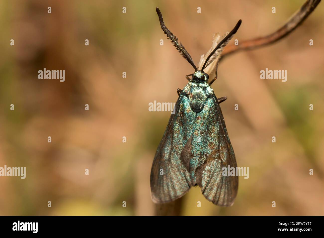 A green forester on a grass-stock Stock Photo