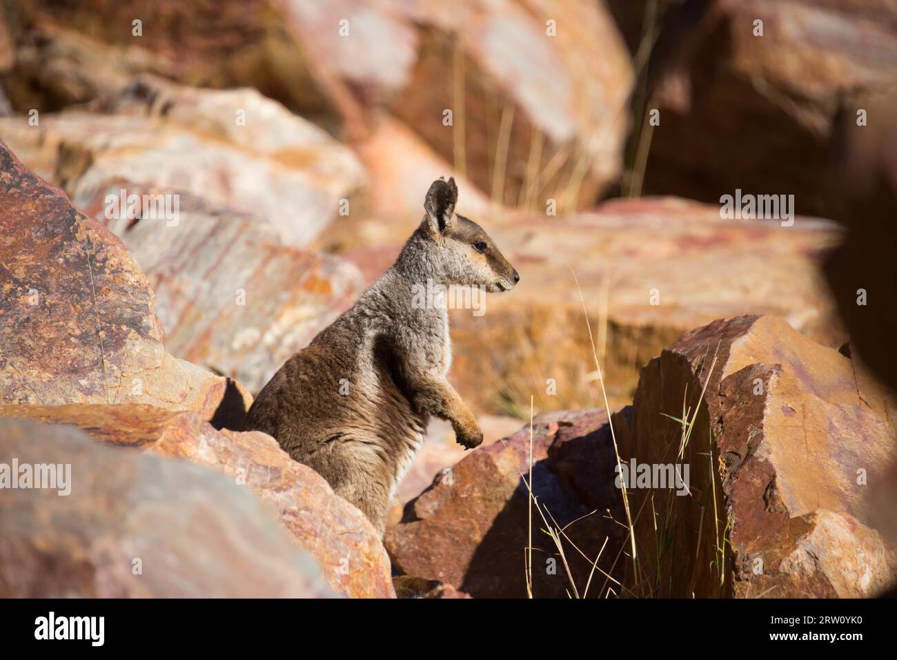A rare sighting of a rock wallaby amongst rocks in a cliff face at ...
