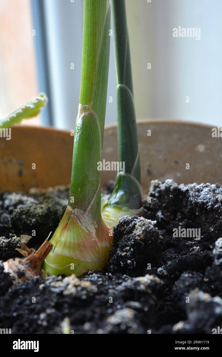 A beautiful and bright root of real live ginger growing at home and in ...