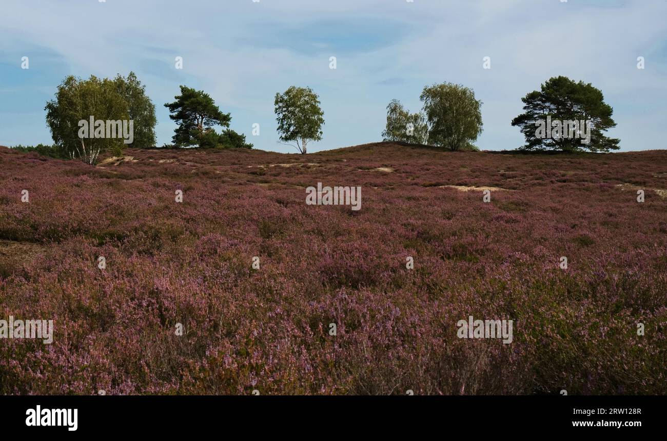 Flowering heather and trees in the Nemitzer Heide near Trebel, Luechow joint municipality, Luechow-Dannenberg district, Lower Saxony, Germany Stock Photo