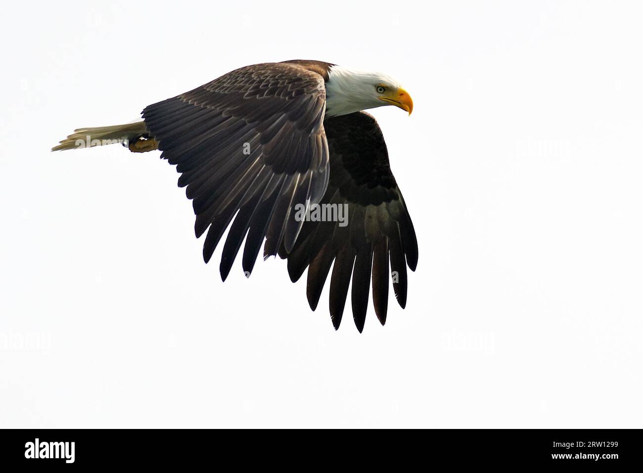 Bald eagle in flight, heraldic bird, majestic, proud, Prince Rupert, British Columbia, Canada Stock Photo