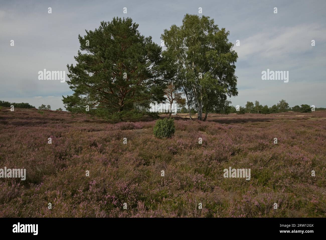 Blooming Nemitzer Heide near Trebel, Luechow joint municipality, Luechow-Dannenberg district, Lower Saxony, Germany Stock Photo