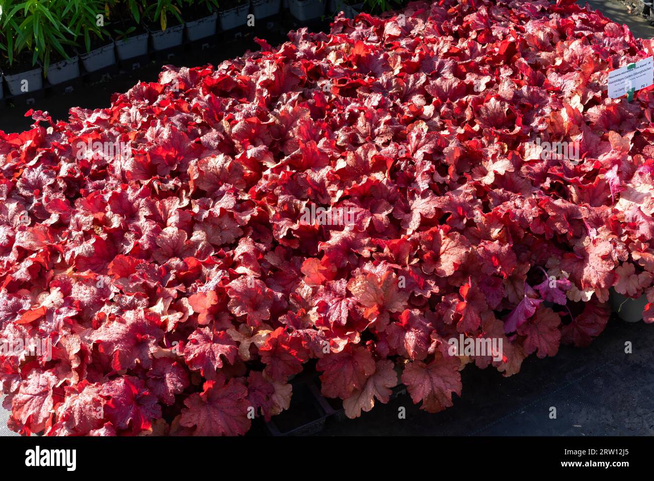 A large quantity of dark red plants (heuchera) micrantha Stock Photo