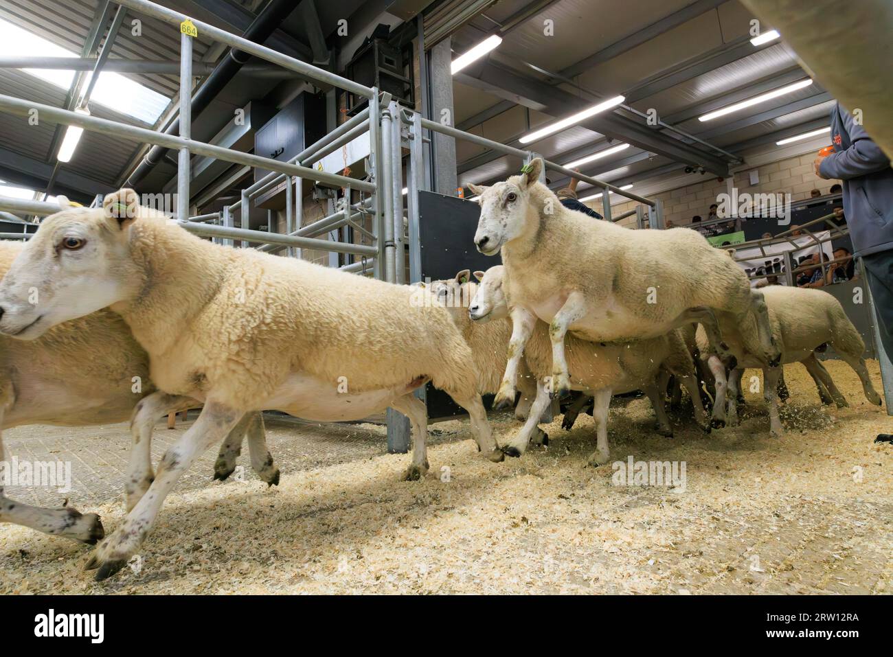 Melton Mowbray, Leicestershire, UK. 15th September 2023. UK Breeding sheep being sold at Melton Mowbray livestock market in Leicestershire government census show that there are over fifteen Million breeding sheep in the United Kingdom  Picture Credit: Tim Scrivener/Alamy Live News Stock Photo