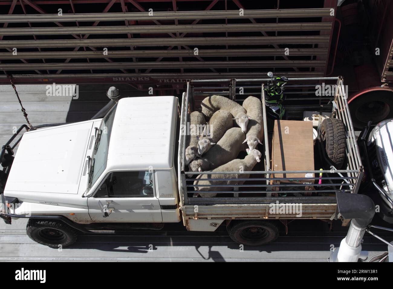 Small truck with sheep on the loading area on the ferry to Kangaroo