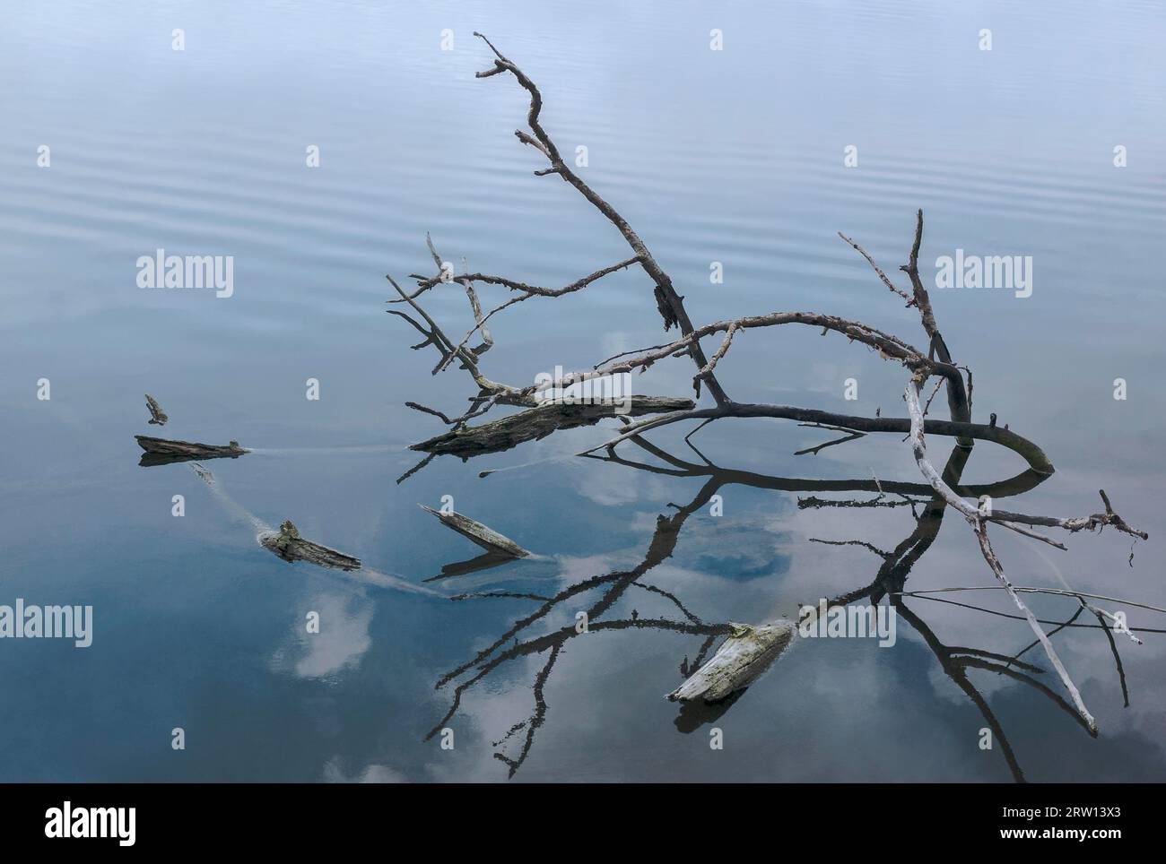 Textured branches hi-res stock photography and images - Alamy