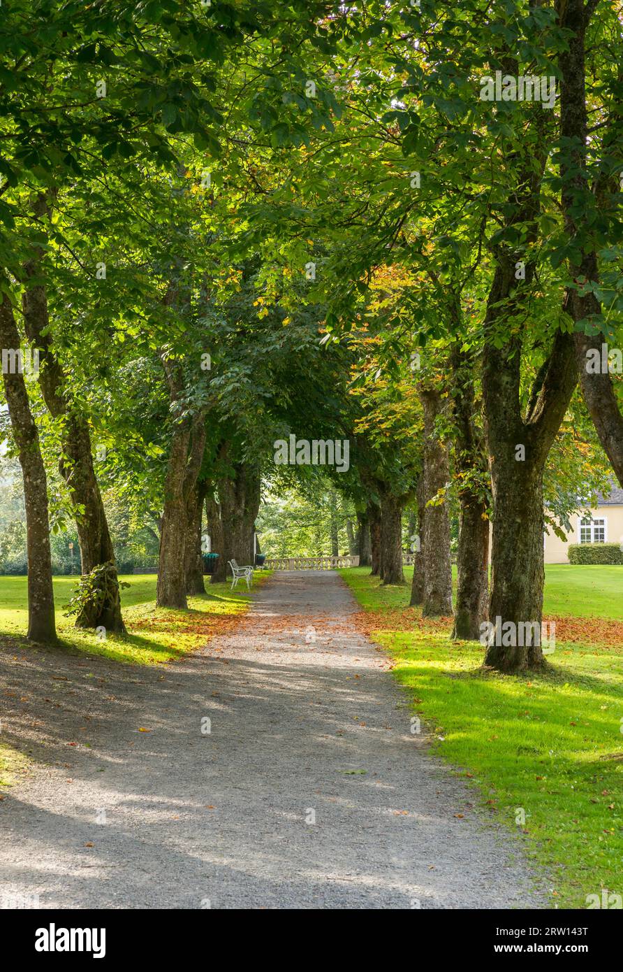 Avenue, horse chestnut (Aesculus hippocastanum), Castle Park, Schloss Berleburg, Bad Berleburg, Wittgensteiner Land, the district of Stock Photo