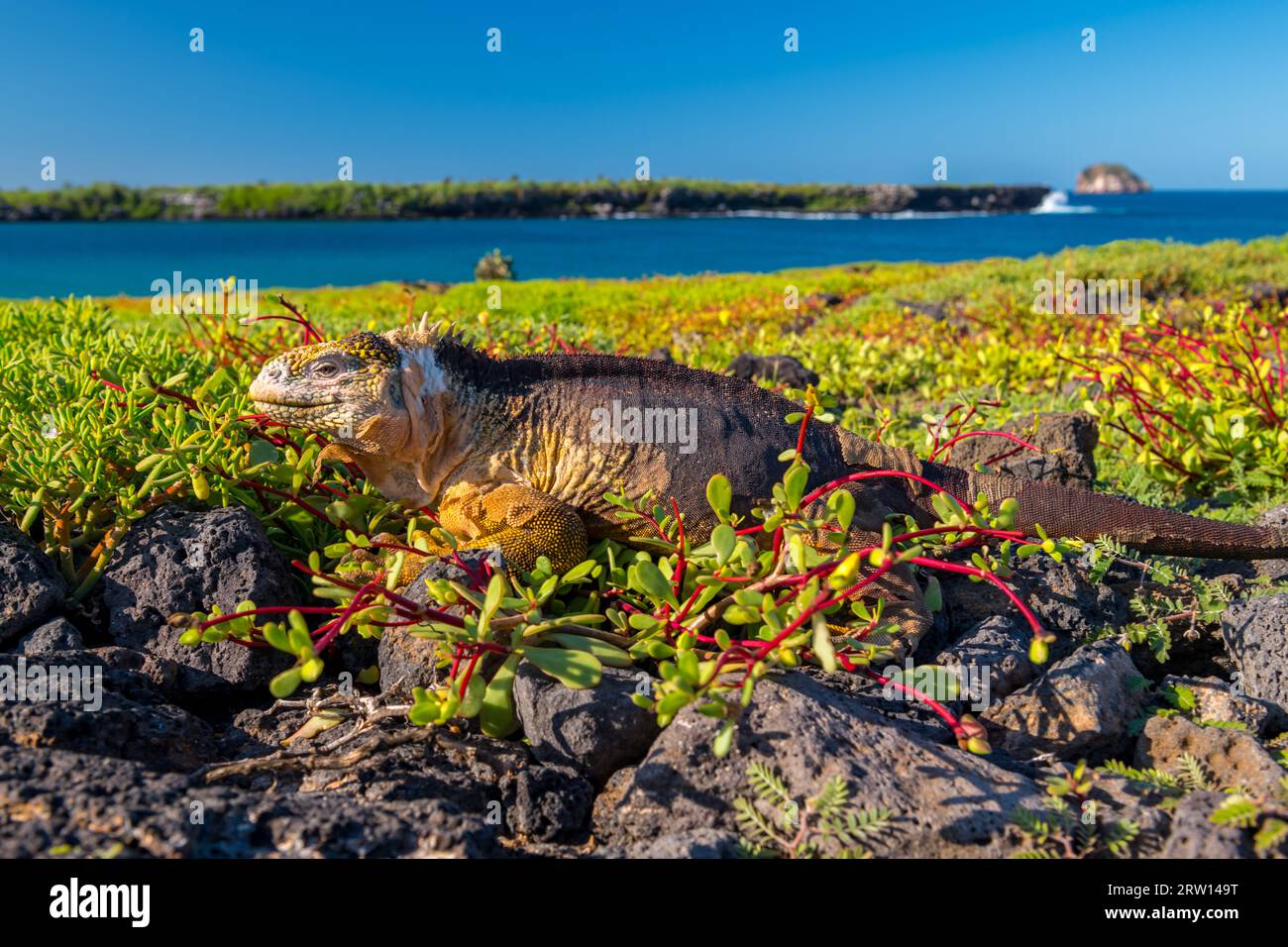 Galapagos endemic plant hi-res stock photography and images - Alamy