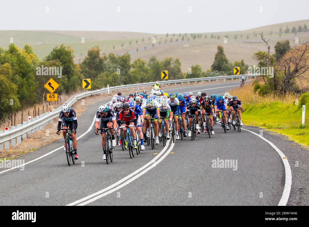 MELBOURNE, AUSTRALIA, FEBRUARY 1: The peloton near the town of Ceres in ...
