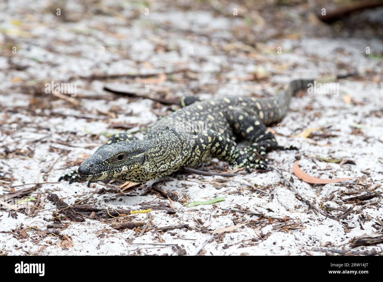 A large monitor lizard at Whithaven Beach on the Whitsunday Islands in Queensland, Australia Stock Photo