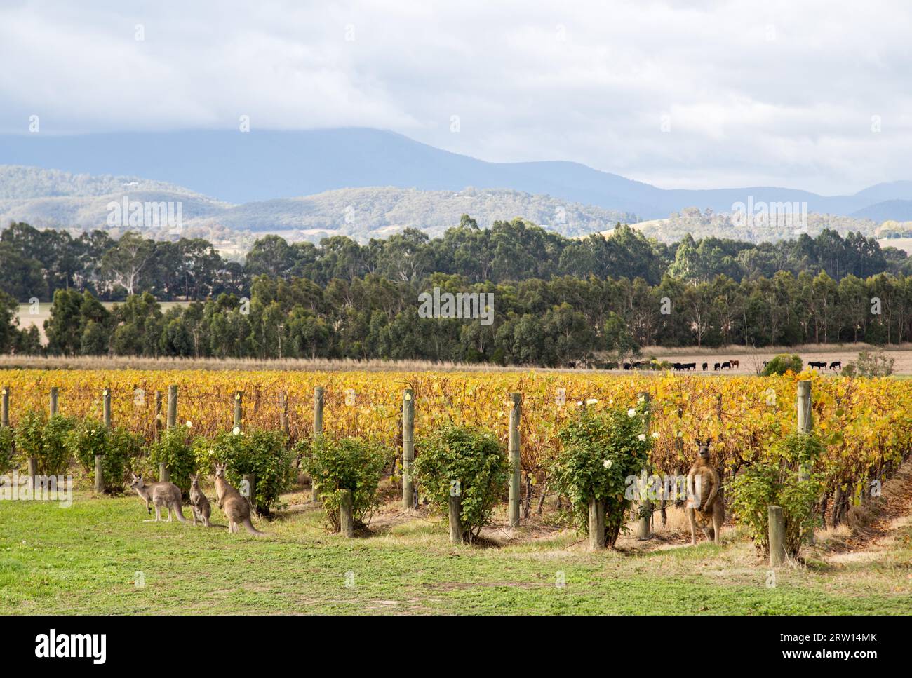 Yountville, Australia, April 22, 2015: Kangoroos in the vineyard at Domaine Chandon close to Melbourne Stock Photo