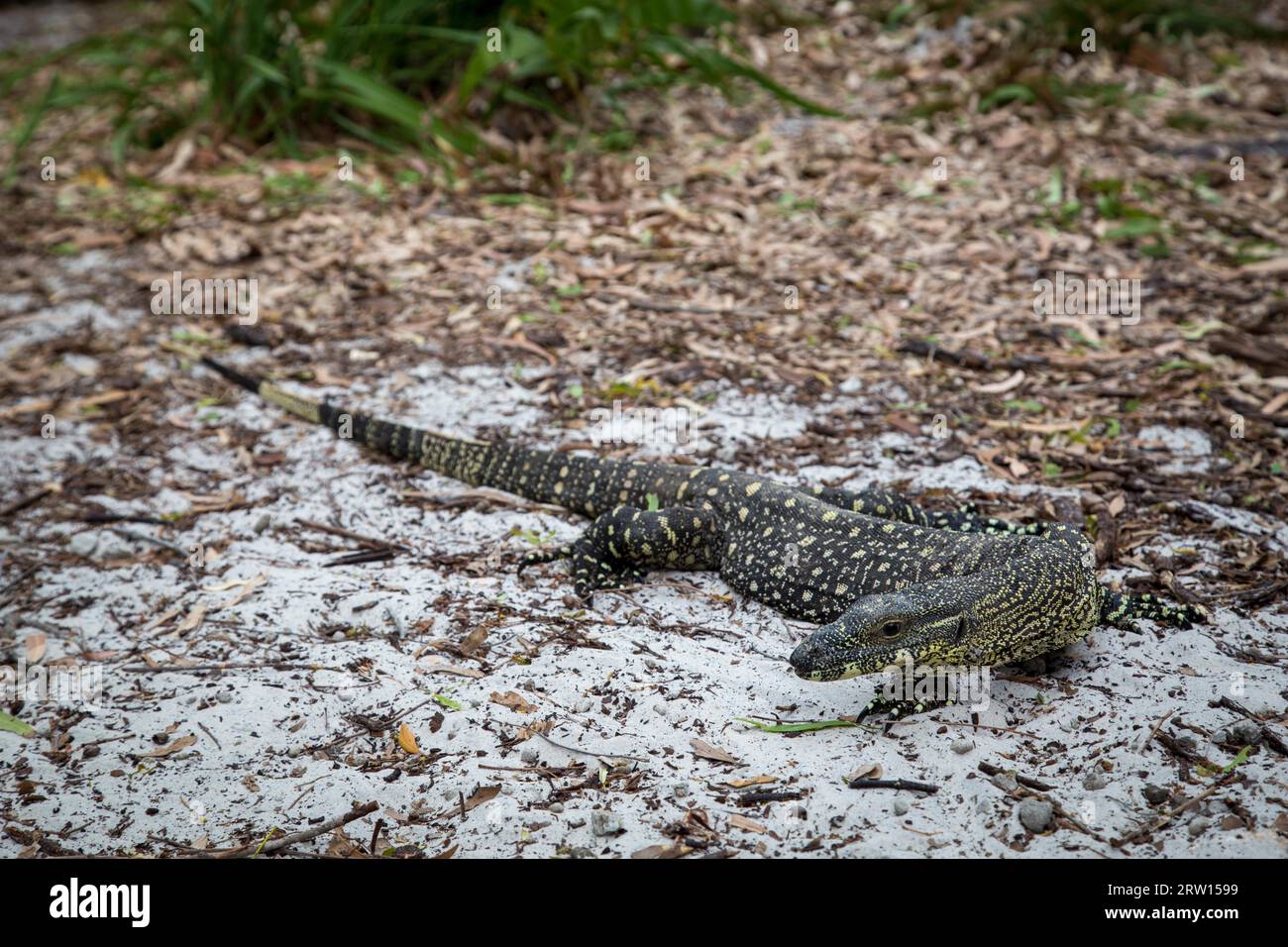 A large monitor lizard at Whithaven Beach on the Whitsunday Islands in Queensland, Australia Stock Photo