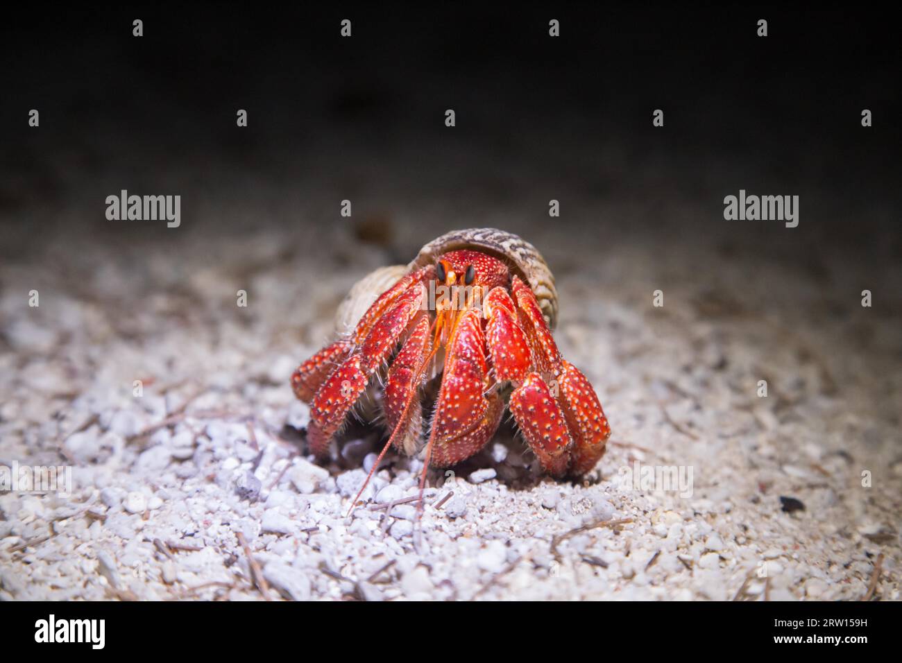 A, the so called Strawberry Hermit Crab (Coenobita perlatus) on Lady Elliot Island, Australia at night Stock Photo