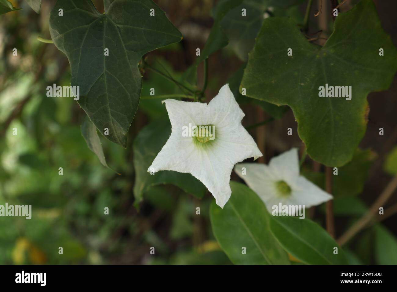 A white color flower of an Ivy Gourd vine, also this vine known as a scarlet gourd (Coccinia Grandis) Stock Photo