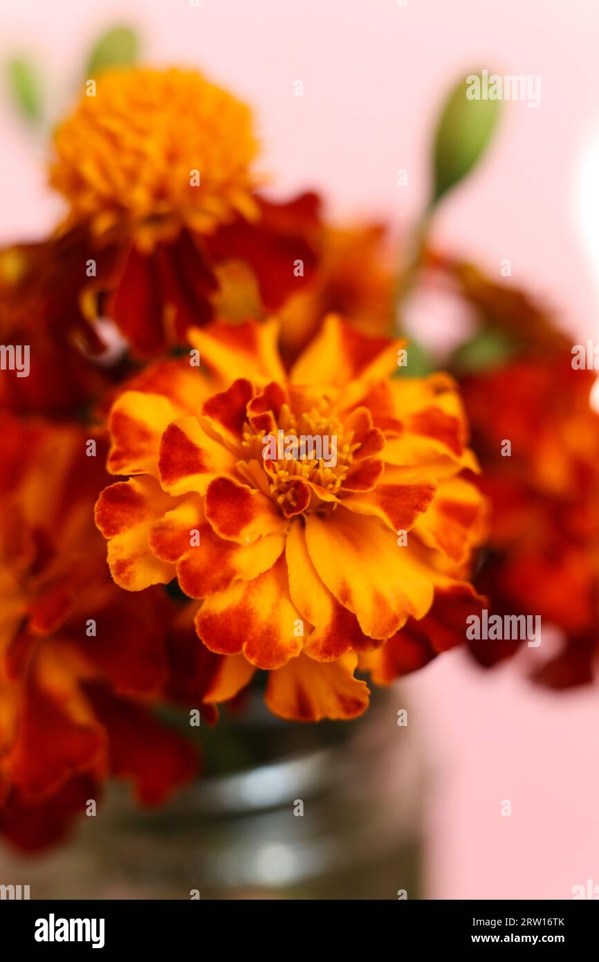 selective focus bright red and orange Tagetes patula, the French marigold flowers Stock Photo