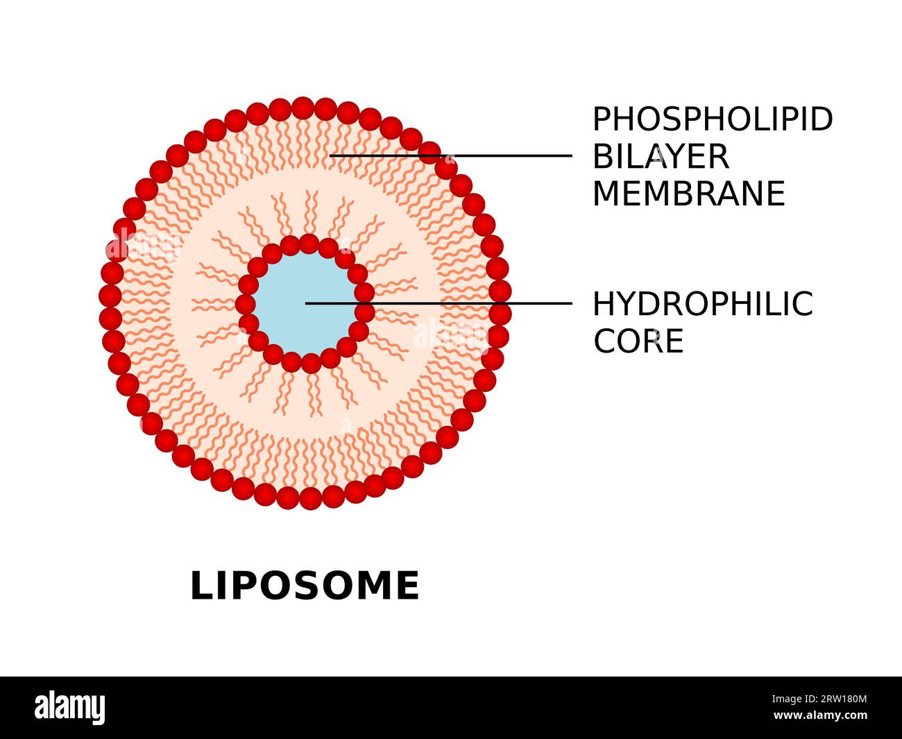 Liposome structure. Phospholipid bilayer membrane and hydrophilic core. Spherical vesicles deliver nutrients to cell. Useful drug delivery system. Stock Vector