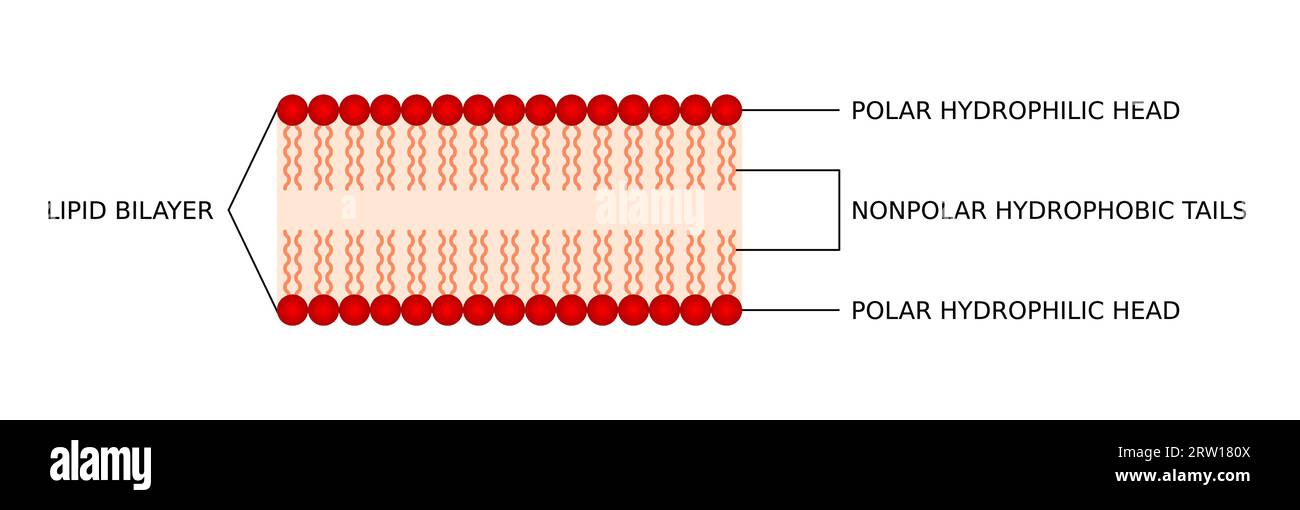 Cell Membrane Phospholipids cell-membrane-phospholipids