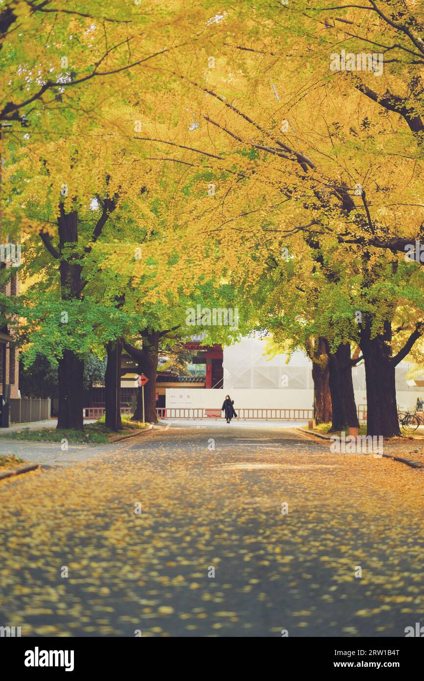 Autumn season with beautiful leaves background, leaves fell down on ...