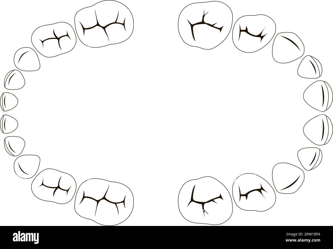 Primary deciduous baby Teeth child, chewing surface vector set tooth