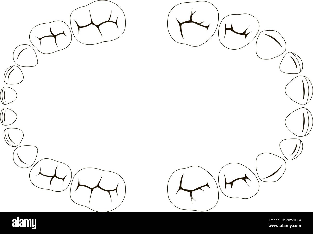 Primary deciduous baby Teeth child, chewing surface vector set tooth Stock Vector