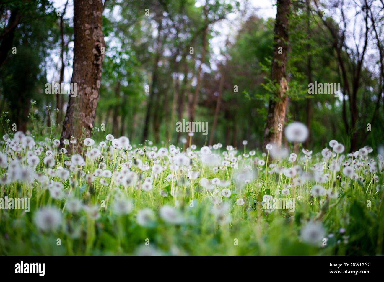 dandelion meadow close up at spring Stock Photo - Alamy
