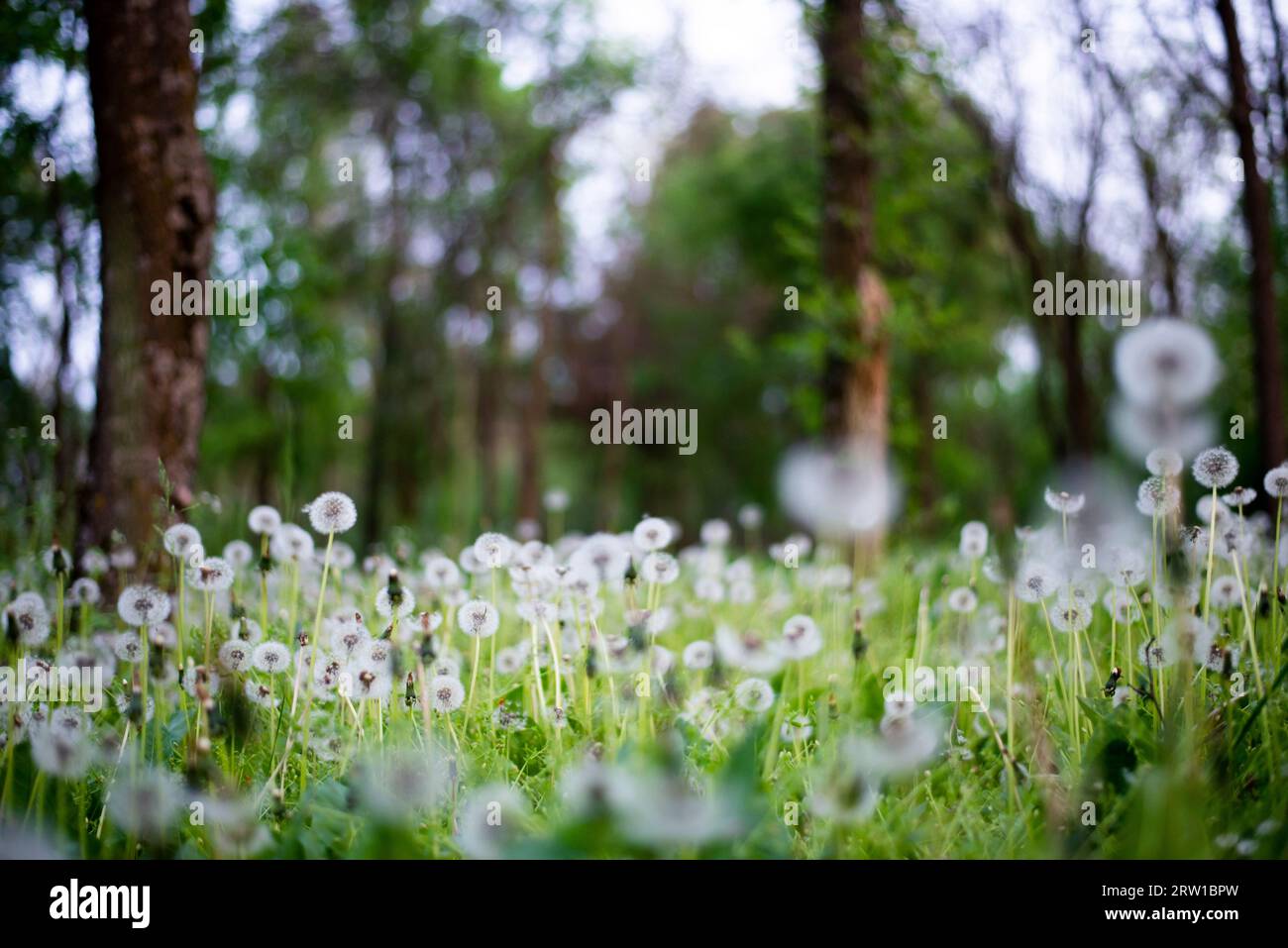 Beautiful dandelion meadow forest hi-res stock photography and images ...