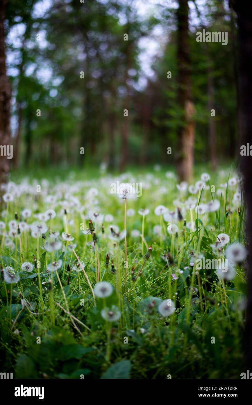 Beautiful dandelion meadow forest hi-res stock photography and images ...