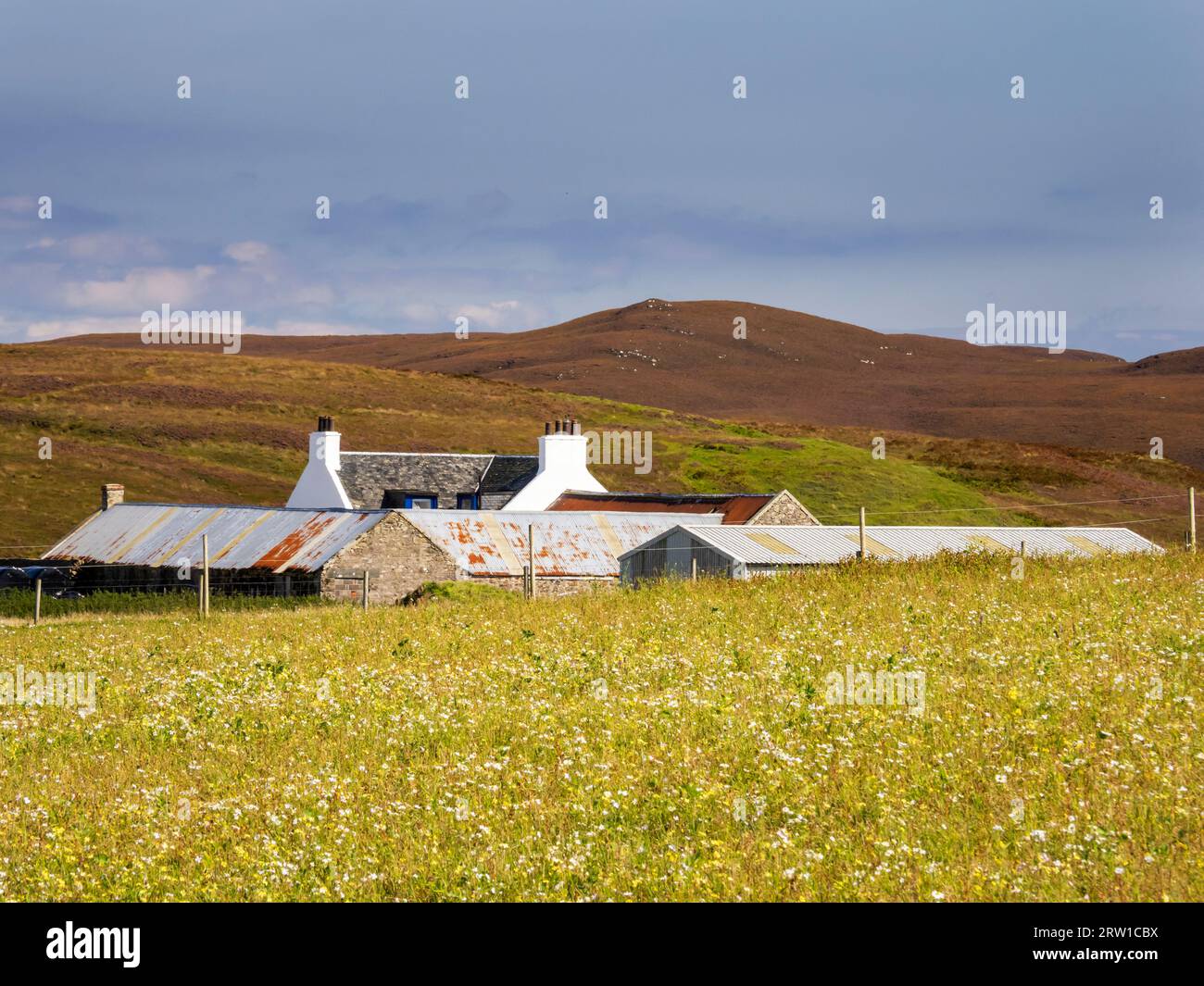 Wildflower meadows at Kinnabus on the Mull of Oa on the Oa near Port Ellen on Islay, Inner Hebrides, Scotland, UK. Stock Photo