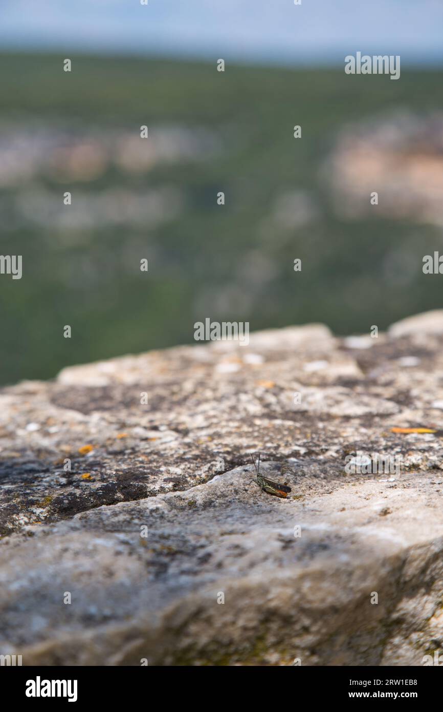 orange grasshopper sitting on a stone wall enjoying the view Stock Photo