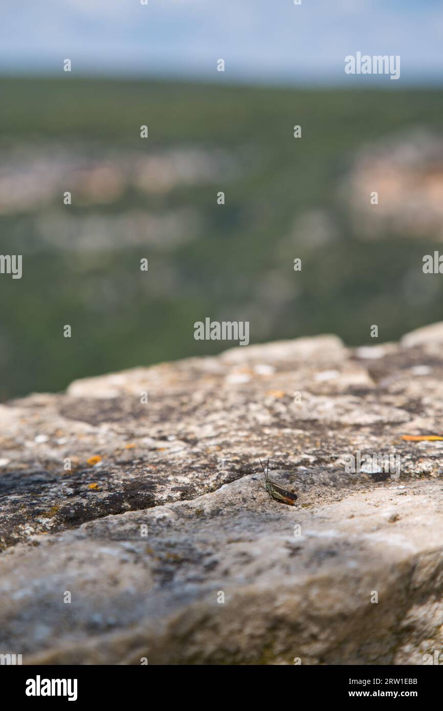 orange grasshopper sitting on a stone wall enjoying the view Stock Photo