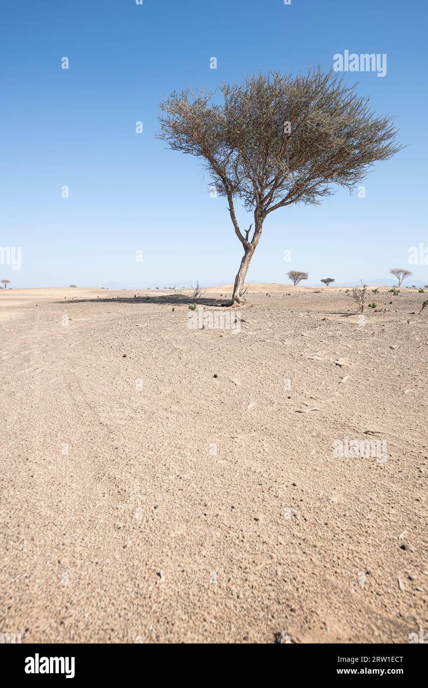 a solitary tree in the vast Middle Eastern desert, set against a clear blue sky. This vertical shot provides copy space for your project. Stock Photo