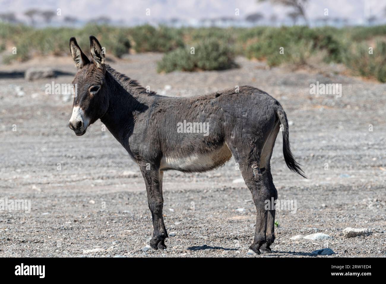 Wild donkey in the desert of Sharjah Emirates, United Arab Emirates. Stock Photo