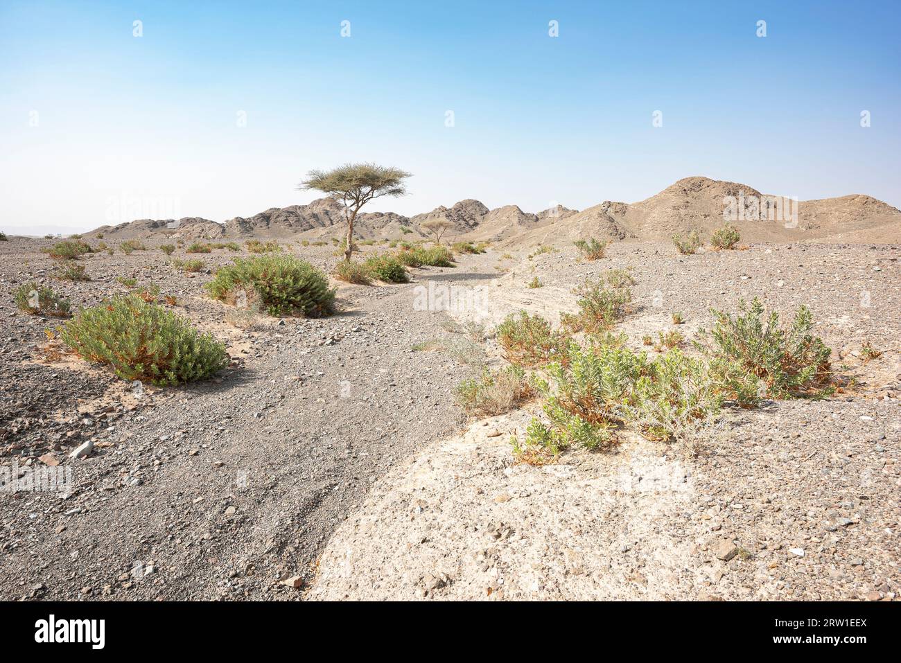 Scenic dry riverbed in the UAE's Hajar Mountains, against a clear blue desert sky. Expansive desert landscape with ample copy space. Stock Photo