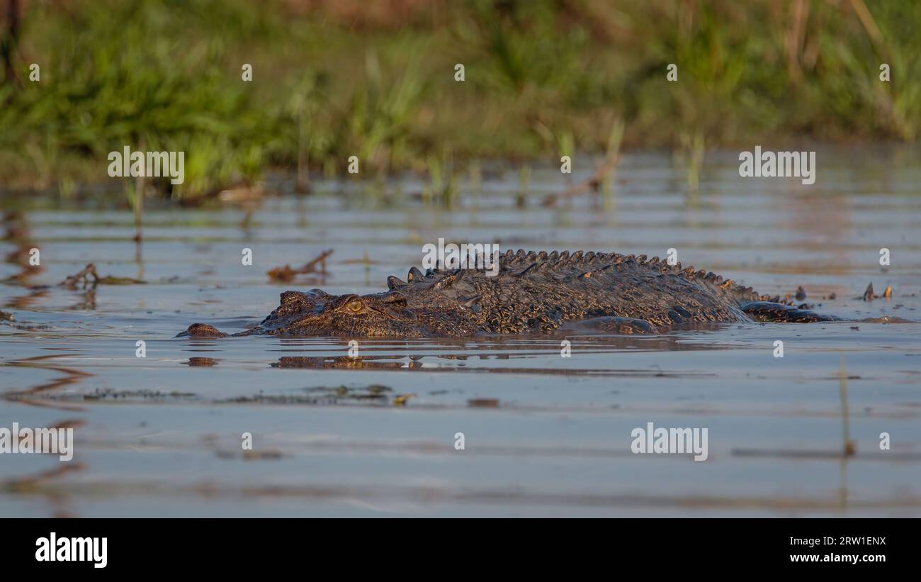A large Saltwater Crocodile in a freshwater billabong. Northern Territory Australia. Stock Photo
