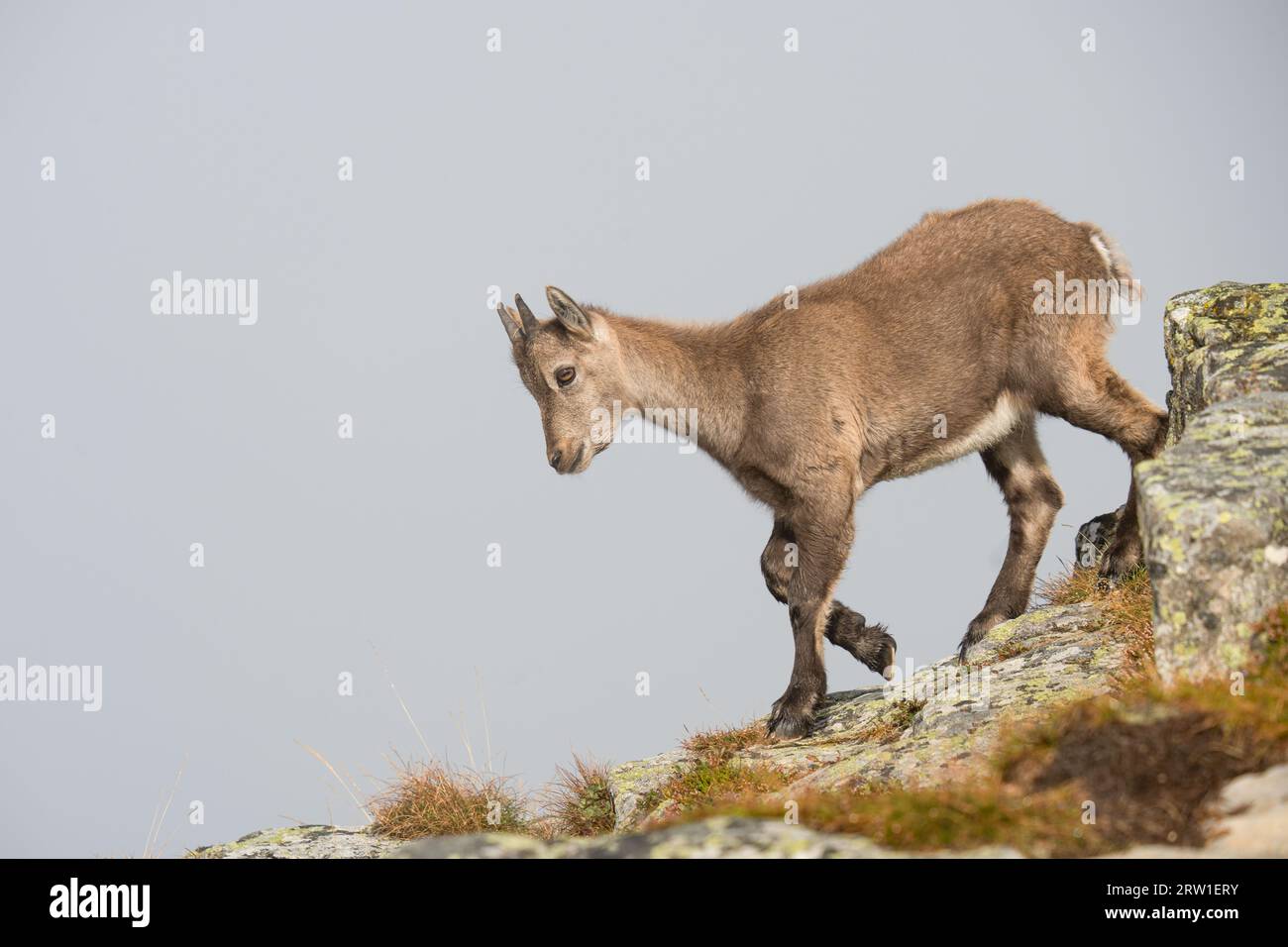Capricorn in the Swiss Alps Stock Photo