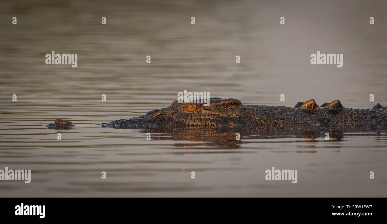 A large Saltwater Crocodile surfaces at first light. Northern Territory, Australia. Stock Photo