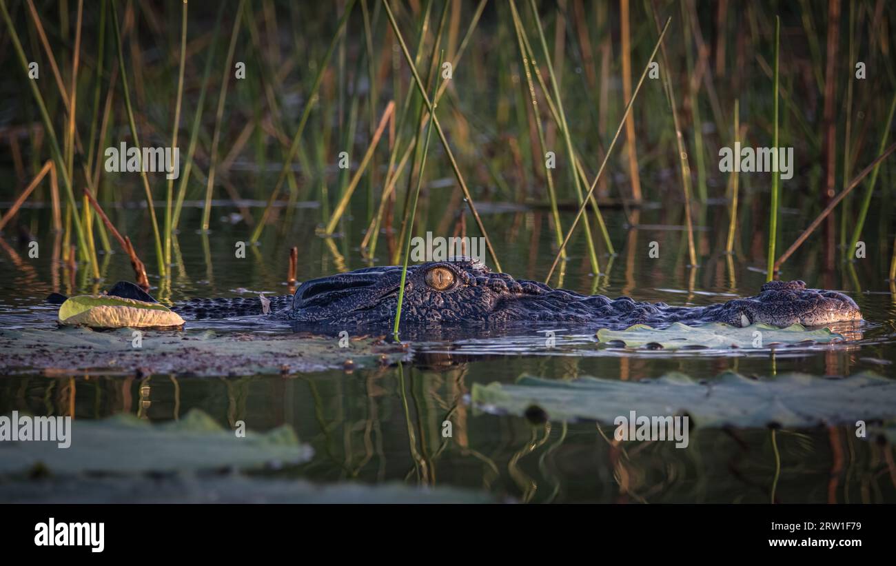 A master of stealth, the Saltwater Crocodile silently moves through the waterlilies. Northern Territory, Australia. Stock Photo